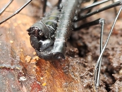 Atratomorpha similia