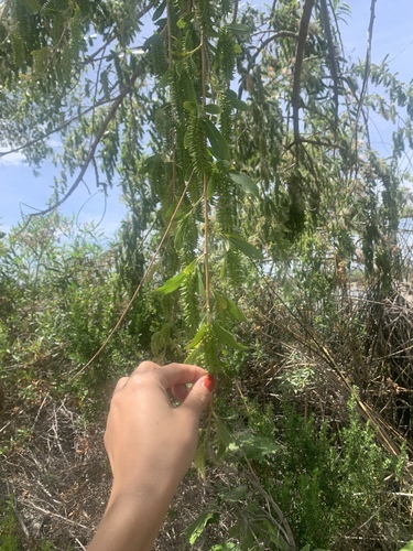 iNaturalist observation photo of Willows