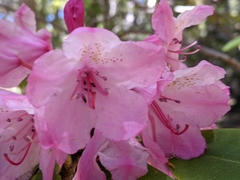 Rhododendron macrophyllum