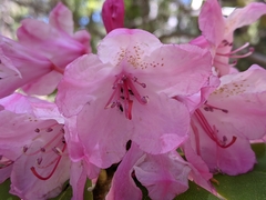 Rhododendron macrophyllum