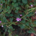 Desmodium rhytidophyllum - Photo (c) Harry Rose,  זכויות יוצרים חלקיות (CC BY)