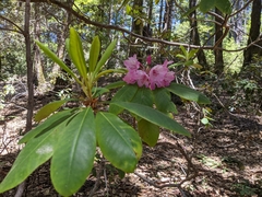 Rhododendron macrophyllum