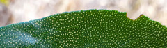 Myoporum semotum