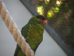 Mindanao Lorikeet photo 3