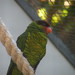 Mindanao Lorikeet - Photo (c) Carlos Urdiales, some rights reserved (CC BY-SA)