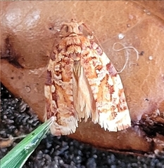 Argyrotaenia amatana