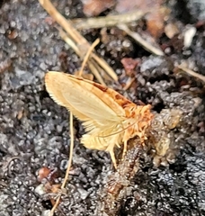 Argyrotaenia amatana