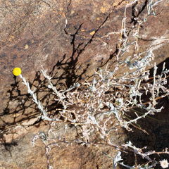 Leiocarpa leptolepis