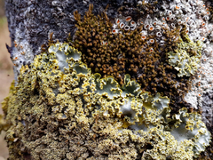 Podostictina pickeringii