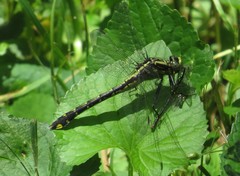 Gomphurus fraternus