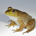 American Water Frogs - Photo (c) eggimann, some rights reserved (CC BY-NC), uploaded by eggimann