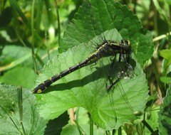 Gomphurus fraternus