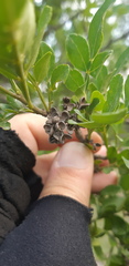 Zanthoxylum fagara