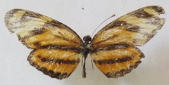Eresia ithomioides alsina