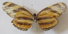 Eresia ithomioides alsina