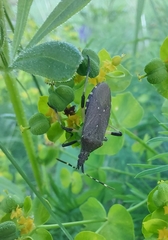 Dicranocephalus medius