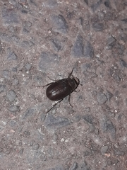 Coleoptera