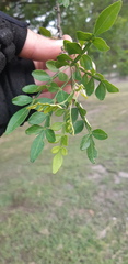 Zanthoxylum fagara