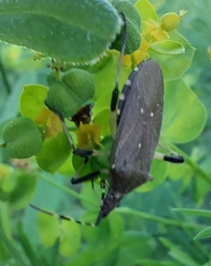 Dicranocephalus medius