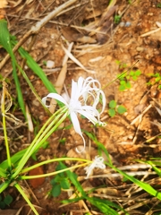 Hymenocallis tubiflora