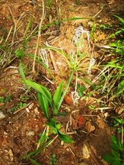 Hymenocallis tubiflora
