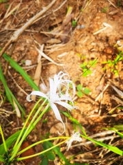 Hymenocallis tubiflora