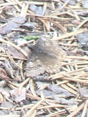 Erynnis icelus
