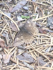 Erynnis icelus