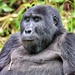 Gorillas - Photo (c) Rod Waddington, some rights reserved (CC BY-SA)