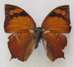 Fountainea eurypyle confusa