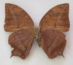 Fountainea eurypyle confusa