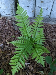 Dryopteris tokyoensis