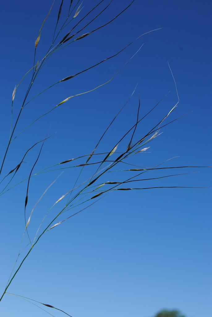 needlegrasses and allies