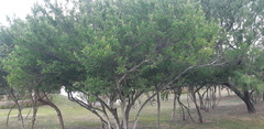 Zanthoxylum fagara