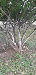 Zanthoxylum fagara