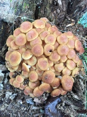 Desarmillaria caespitosa image