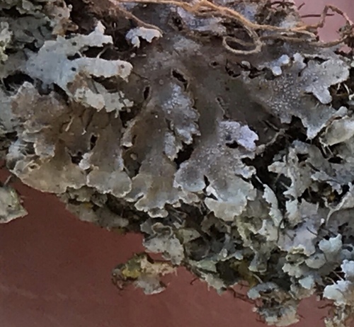 iNaturalist observation photo of Frosted Lichens