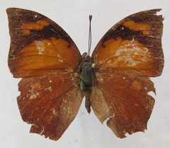 Fountainea eurypyle confusa