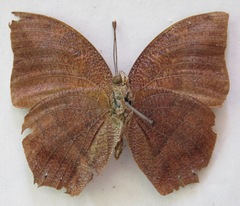 Fountainea eurypyle confusa