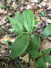 Dichanthelium commutatum commutatum