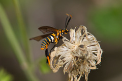 Horama panthalon texana