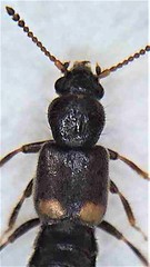 Blediotrogus guttiger