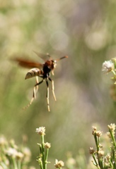 Polistes comanchus navajoe