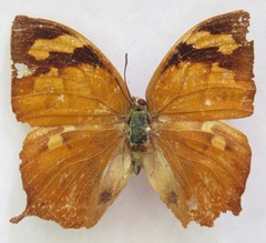 Fountainea eurypyle confusa