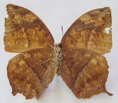 Fountainea eurypyle confusa