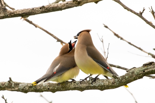 Cedar Waxwing photographed in Pennsylvania