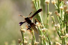 Polistes comanchus navajoe