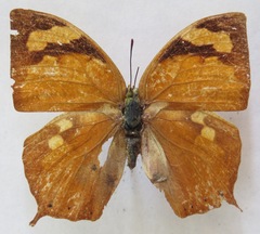 Fountainea eurypyle confusa