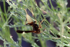 Polistes comanchus navajoe