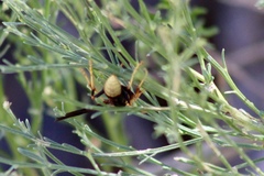 Polistes comanchus navajoe